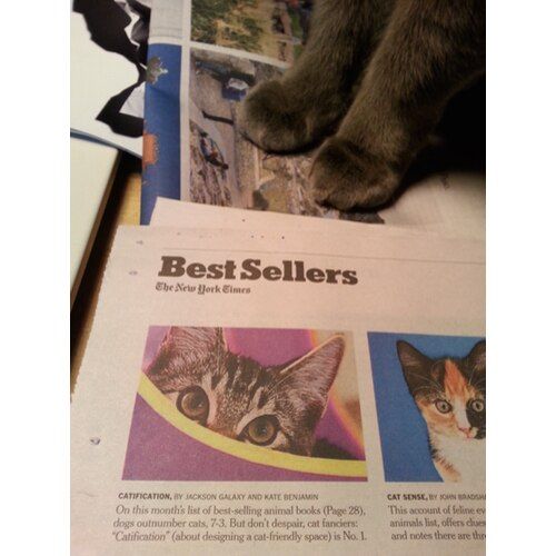 Catification: Designing a Happy and Stylish Home for Your Cat (and You!)
