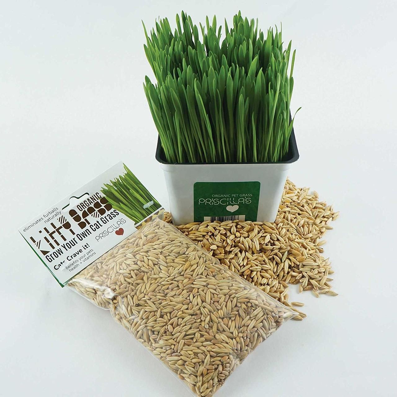 Cat Grass Seed Pack 6x (6 oz total) by Three Farms